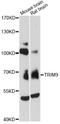 Tripartite Motif Containing 9 antibody, LS-C748916, Lifespan Biosciences, Western Blot image 