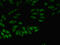 Q62189 antibody, LS-C211014, Lifespan Biosciences, Immunofluorescence image 