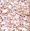 Thymopoietin antibody, LS-C162037, Lifespan Biosciences, Immunohistochemistry paraffin image 