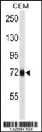 Cyclin And CBS Domain Divalent Metal Cation Transport Mediator 4 antibody, 57-144, ProSci, Western Blot image 