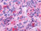 G Protein-Coupled Receptor 39 antibody, TA316832, Origene, Immunohistochemistry paraffin image 