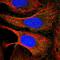 Programmed Cell Death 7 antibody, HPA049388, Atlas Antibodies, Immunocytochemistry image 