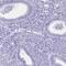 Cation Channel Sperm Associated 4 antibody, HPA045257, Atlas Antibodies, Immunohistochemistry frozen image 