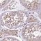 Tetratricopeptide Repeat Domain 12 antibody, HPA038542, Atlas Antibodies, Immunohistochemistry frozen image 