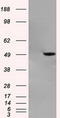GFAP antibody, TA500340, Origene, Western Blot image 