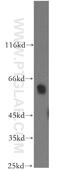 NGFI-A Binding Protein 2 antibody, 19601-1-AP, Proteintech Group, Western Blot image 
