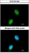 MutL Homolog 1 antibody, LS-C109333, Lifespan Biosciences, Immunofluorescence image 