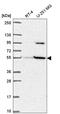 Solute Carrier Family 37 Member 3 antibody, HPA061841, Atlas Antibodies, Western Blot image 