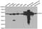 Enolase 2 antibody, abx002239, Abbexa, Western Blot image 
