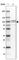 Phosphodiesterase 4D antibody, HPA045895, Atlas Antibodies, Western Blot image 