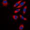 TRAF3 Interacting Protein 1 antibody, orb224089, Biorbyt, Immunofluorescence image 