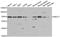 RNA Guanylyltransferase And 5'-Phosphatase antibody, LS-C335668, Lifespan Biosciences, Western Blot image 