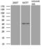 GATA Binding Protein 3 antibody, LS-C791912, Lifespan Biosciences, Western Blot image 