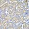 Programmed Cell Death 6 antibody, PA5-76990, Invitrogen Antibodies, Immunohistochemistry paraffin image 