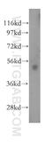 RAR-gamma antibody, 11424-1-AP, Proteintech Group, Western Blot image 