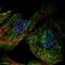 Septin 7 antibody, NBP1-85730, Novus Biologicals, Immunofluorescence image 