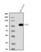 CD34 antibody, PB9053, Boster Biological Technology, Western Blot image 