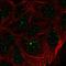Zinc Finger Protein 433 antibody, HPA073724, Atlas Antibodies, Immunocytochemistry image 