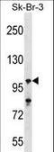 Ubiquitin Specific Peptidase 16 antibody, LS-C160469, Lifespan Biosciences, Western Blot image 