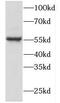FKBP Prolyl Isomerase 4 antibody, FNab03143, FineTest, Western Blot image 