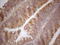 Vasoactive Intestinal Peptide antibody, LS-C798346, Lifespan Biosciences, Immunohistochemistry paraffin image 