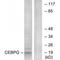 CCAAT Enhancer Binding Protein Gamma antibody, A09205-1, Boster Biological Technology, Western Blot image 