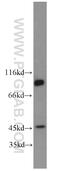 Post-GPI Attachment To Proteins 1 antibody, 55392-1-AP, Proteintech Group, Western Blot image 