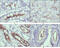 Wnt Family Member 10B antibody, M02574, Boster Biological Technology, Immunohistochemistry frozen image 