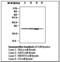 Peroxiredoxin 1 antibody, LS-C62254, Lifespan Biosciences, Western Blot image 