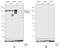 Insulin Receptor Substrate 1 antibody, 710778, Invitrogen Antibodies, Western Blot image 