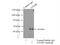 Autophagy Related 4B Cysteine Peptidase antibody, 15131-1-AP, Proteintech Group, Immunoprecipitation image 