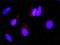 Growth Hormone Receptor antibody, H00002690-M01, Novus Biologicals, Proximity Ligation Assay image 