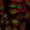 RNA Binding Motif Protein 3 antibody, NBP2-52906, Novus Biologicals, Immunofluorescence image 