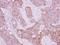 Serine/Threonine Kinase 10 antibody, NBP2-19368, Novus Biologicals, Immunohistochemistry frozen image 