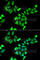 UDP-Galactose-4-Epimerase antibody, A6595, ABclonal Technology, Immunofluorescence image 