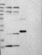 Calcium-binding mitochondrial carrier protein Aralar2 antibody, TA590854, Origene, Western Blot image 