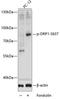 Dynamin 1 Like antibody, A00556S637, Boster Biological Technology, Western Blot image 
