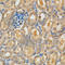 Polo Like Kinase 1 antibody, A2548, ABclonal Technology, Immunohistochemistry paraffin image 