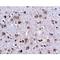 Leucine Rich Repeat And Fibronectin Type III Domain Containing 4 antibody, LS-C108479, Lifespan Biosciences, Immunohistochemistry paraffin image 