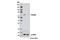 SMAD Family Member 4 antibody, 9515S, Cell Signaling Technology, Western Blot image 