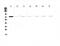 Tyrosine-protein kinase Tec antibody, A01031, Boster Biological Technology, Western Blot image 