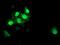 S100 Calcium Binding Protein P antibody, NBP2-01900, Novus Biologicals, Immunofluorescence image 