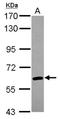 Ariadne RBR E3 Ubiquitin Protein Ligase 2 antibody, NBP2-15460, Novus Biologicals, Western Blot image 