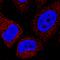 AKT1 Substrate 1 antibody, MAB6408, R&D Systems, Immunocytochemistry image 