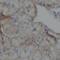 Inositol Polyphosphate Phosphatase Like 1 antibody, FNab10252, FineTest, Immunohistochemistry frozen image 