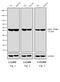 Rat IgG antibody, PA1-29930, Invitrogen Antibodies, Western Blot image 