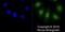 SRY-Box 17 antibody, NBP2-24568, Novus Biologicals, Immunofluorescence image 