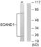 SCAN Domain Containing 1 antibody, LS-C118956, Lifespan Biosciences, Western Blot image 