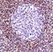 Forkhead Box P1 antibody, PA5-32414, Invitrogen Antibodies, Immunohistochemistry frozen image 