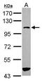 ArfGAP With SH3 Domain, Ankyrin Repeat And PH Domain 3 antibody, PA5-31645, Invitrogen Antibodies, Western Blot image 